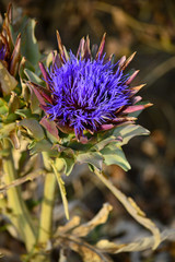 Close-up of a Beautiful Artichoke Blossom, Nature, Macro