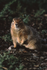 Columbian Ground Squirrel (Urocitellus Columbianus)