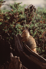 Columbian Ground Squirrel (Urocitellus Columbianus)