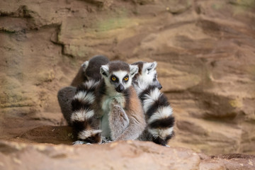Naklejka na ściany i meble Group of Madagascar's Lemurs (Lemuroidea)