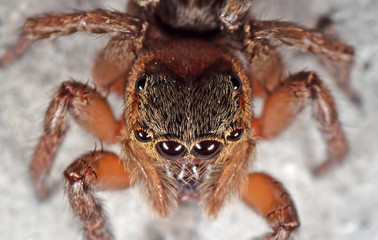 Macro Photo of Head of Jumping Spider Isolated on White Wall