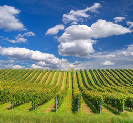 Fototapeta na wymiar Vineyard landscape with beautiful clouds and blue sky in summer. Cloud, background. Beautiful vineyard, Pannonhalma Wine Region in Hungary.