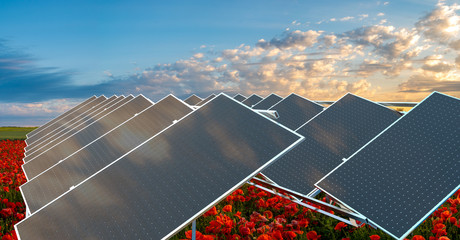 solar panels standing on the field of poppies