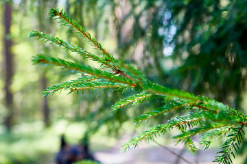 Green spruce tree branch and blurred forest in the background