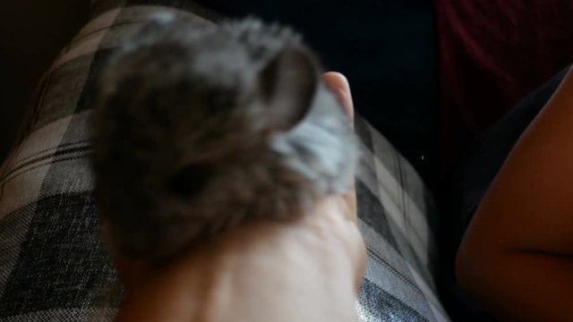 teenage girl holds a chinchilla puppy in her hand
