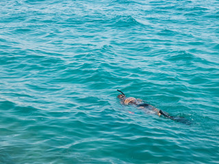 Fototapeta premium Diver with underwater gun, mask and snorkel swims looking for fish. Underwater hunting, diving, snorkeling