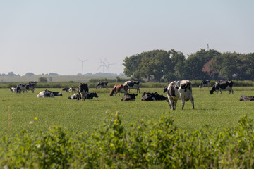 Kühe in Ostfriesland auf einer Weide © breitengrad66