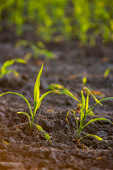 Young green corn growing on the field. Young Corn Plants. Corn grown in farmland, cornfield.