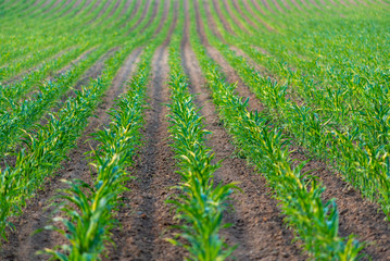 Obraz premium Young green corn growing on the field. Young Corn Plants. Corn grown in farmland, cornfield.