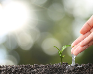 Agriculture. Growing plants. Plant seedling. Hand nurturing and watering young baby plants growing in germination sequence on fertile soil with natural green bokeh background