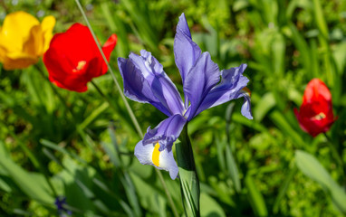 blue flowers in the garden