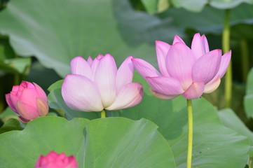 Blooming lotus flowers in the park