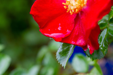 red flower with water drops of dew on background