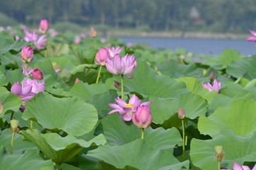Blooming lotus flowers in the park