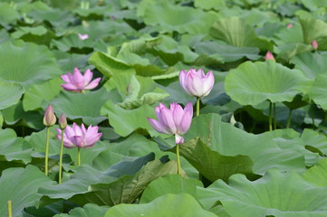 Blooming lotus flowers in the park