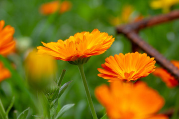 orange calendula in the garden