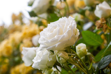 white flowers in garden