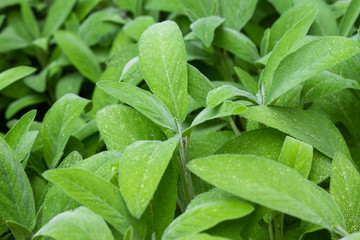 green leaves of sage