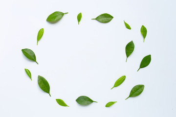 Citrus leaves circle on a white background.