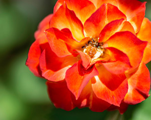 Tea rose against green background