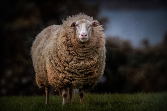 Woolly 이미지 찾아보기 63 799 스톡 사진 벡터 및 비디오 Adobe Stock