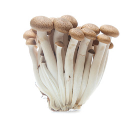 brown beech mushroom or Shimeji mushroom on white background