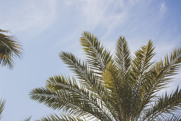 Fototapeta na wymiar toned vintage style nature photography of palm tree branches on soft blue sky background with copy space 