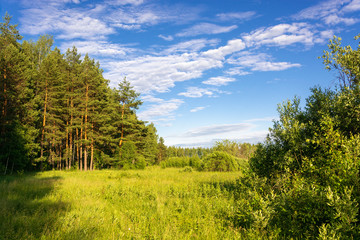 Fototapeta premium Pine grove in the bright rays of the setting sun and a beautiful cloudy sky.