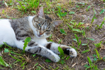 Portrait of a beautiful cat lying on the ground with green leaves.