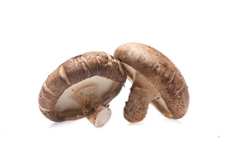 Shiitake mushroom on the White background