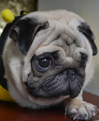 picture of a pug