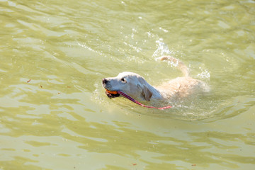 Fototapeta premium labrador is swimming