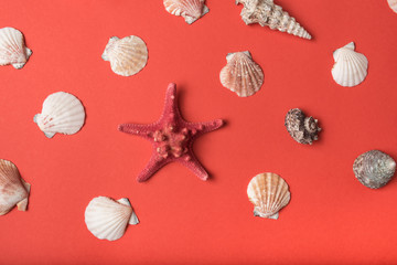 Variety of seashells on the background of living coral. Flat lay. Marine concept