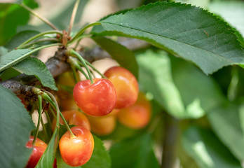 New yellow ripe cherries on branch