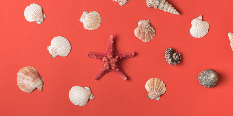 Variety of seashells on the background of living coral. Flat lay. Marine concept