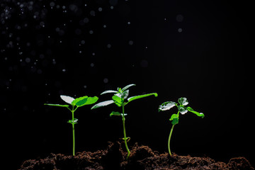 The seedling are growing from the rich soil to the morning sunlight that is shining, ecology concept. - Image