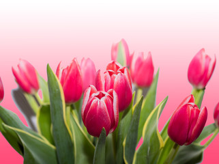 Red tulips isolated on a rose background.