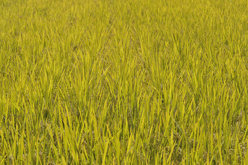 a view of autumn rice harvest