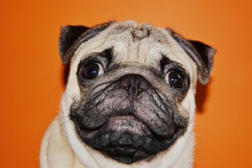 cute picture of pugs