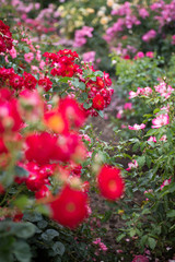Ein Spaziergang durch Rosen