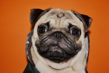 cute picture of pugs