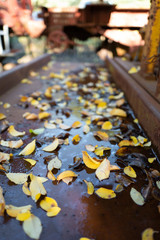 Autumn leaves fallen on wet ground
