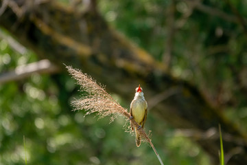 Great-reed warbler, Acrocephalus arundinaceus, single bird on reed singing