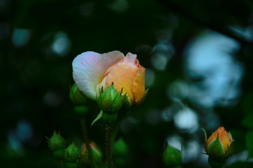 beautiful delicate orange rose in the garden