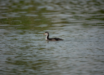 Red-knobbed coot or Fulica cristata nestling in Hungary