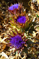 Close-up of Beautiful Artichoke Blossoms, Nature, Macro
