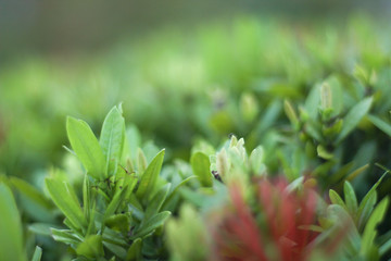 Closeup nature view of green leaf   under sunlight. Natural green plants landscape using as a background or wallpaper