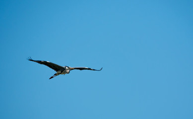 Gray heron Ardea cinerea flying, Wildlife in natural habitat
