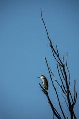 black-crowned night heron, nycticorax nycticorax, black-capped night heron