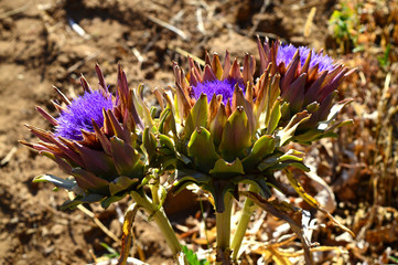 Close-up of Beautiful Artichoke Blossoms, Nature, Macro